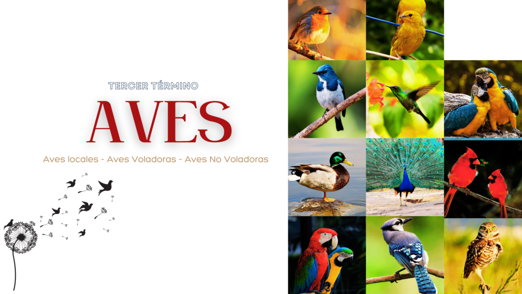 Estudio de Aves